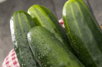 Cucumber