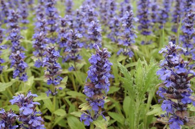 Deep blue blooms in a field of Henry Duelberg sage.