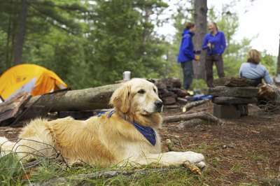 About Mosquito Repellents for Dogs