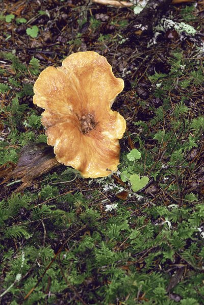 Wild chanterelles are edible, but be careful of lookalikes.