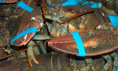 Lobster tank