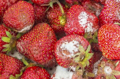 White mold is fairly common, often seen on rotting fruit.