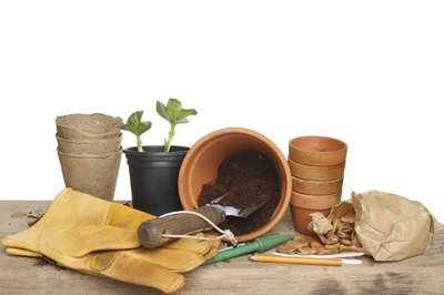 Starting seeds rewards gardeners at all skill levels.