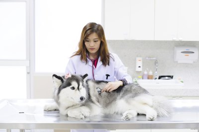 A veterinarian examines a Siberian husky.
