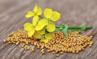Mustard flower and seeds.