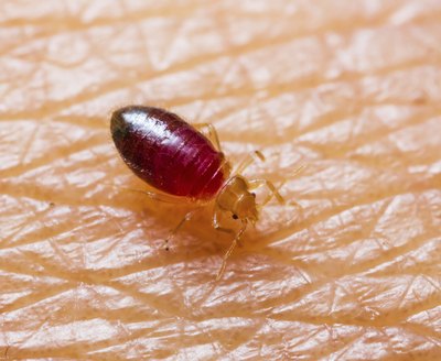 Bed bug.