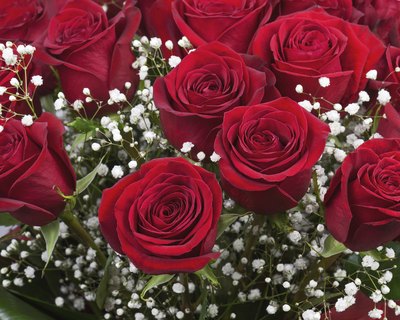 Bouquet of red roses