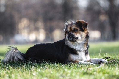 Tibetan spaniel laying on the grass.