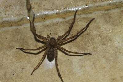 crevice house spider
