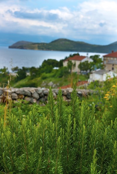 Fresh rosemary grows in a garden overlooking the sea.
