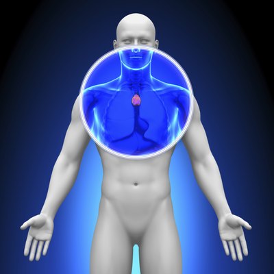 Illustration of the thymus.