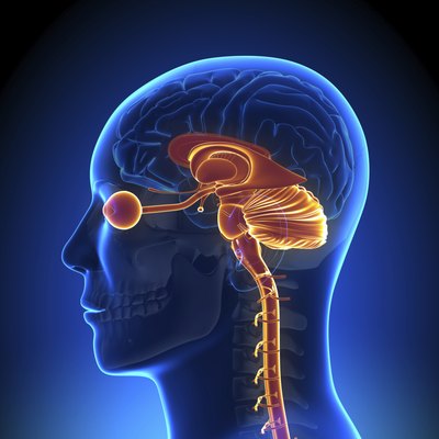 Brain ventricles.