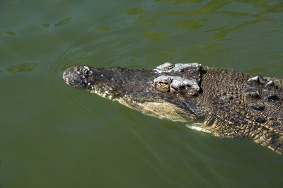 crocodile swimming at surface of water