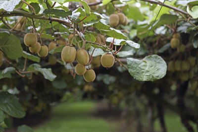 Male plants don't produce fruit.