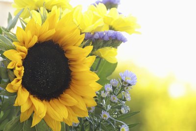 Aster fillers complement colorful, sunny blooms of its relative the sunflower (Helianthus spp.).