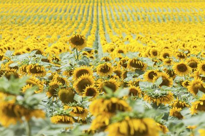 Sunflowers on a farm.