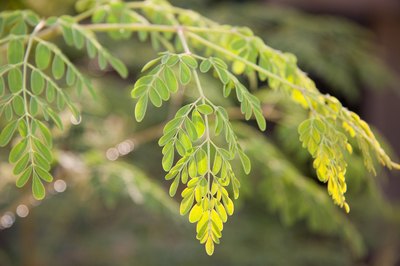 moringa leaves