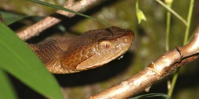 Copperhead snake.