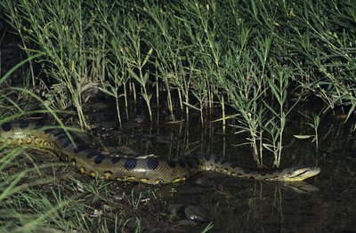 A green anaconda swims at night.