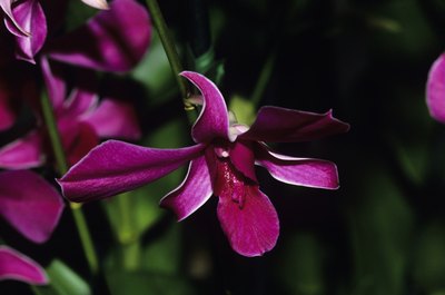 This tropical orchid is one of more than 18,000 different species of orchid identified.