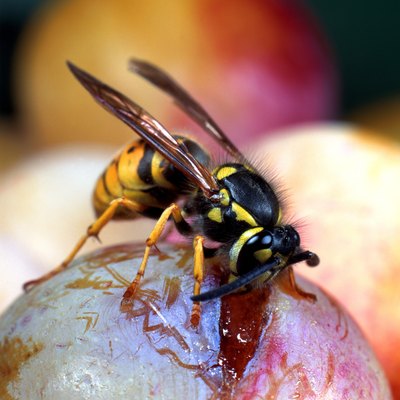 A wasp is on top of a piece of fruit.