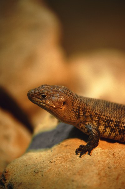 The western fence lizard is a member of the spiny lizard family.