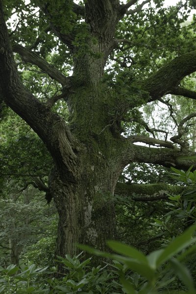 tree