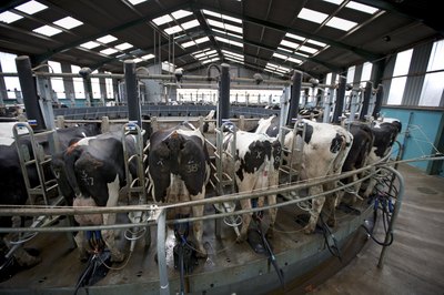 Dairy cows being milked
