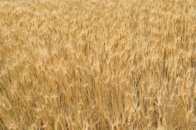 A field of wheat.