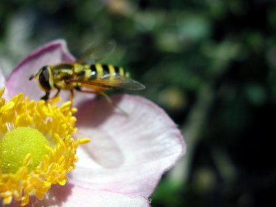 A wasp pollinates a flower.