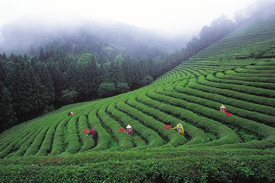 The active ingredients in 3 Ballerina Tea are Cassia Angustifolia (Senna) and Malva Verticellata (Chinese Mallow).