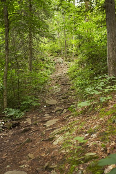 wooded path