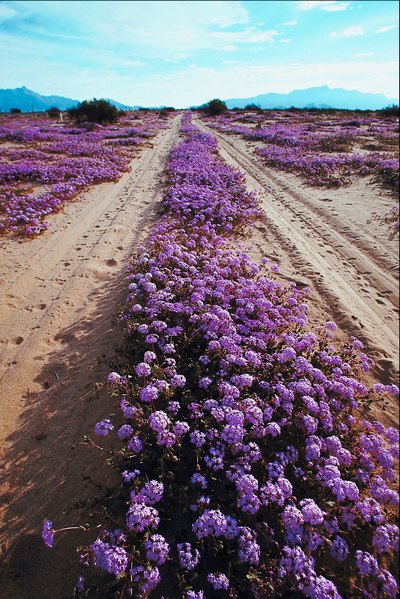 Purpletop verbana