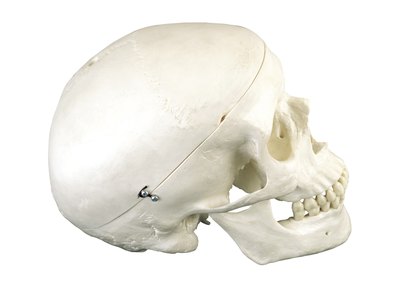 Bone Hunt