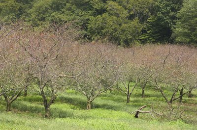 An old cherry orchard.