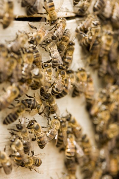 Bees