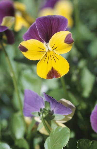 A yellow and purple garden is a happy garden.