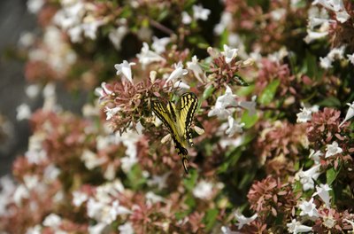 A butterfly landing on a thick wall of abelia flowers.