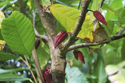Cocoa trees can grow to 26 feet.