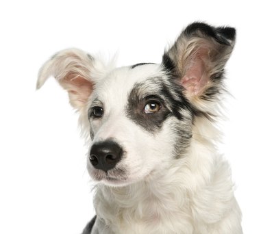 Look your dog in the eye, you might save his vision.