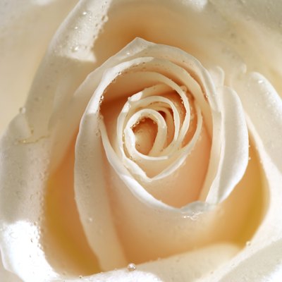 White rose