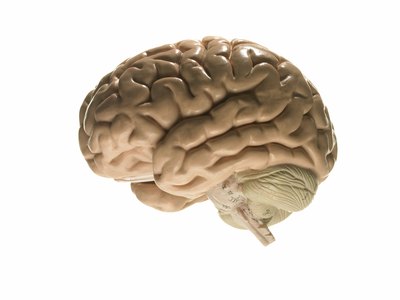 Human brain.