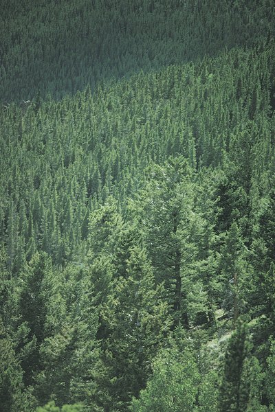 Hunter green is the color of a deep pine forest.