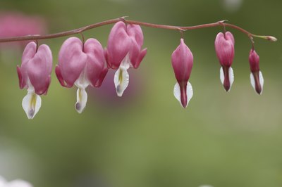 Bleeding hearts, like most cold weather flowers, bloom in the spring.