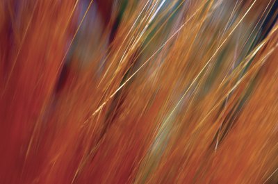 A healthy red wheat field.