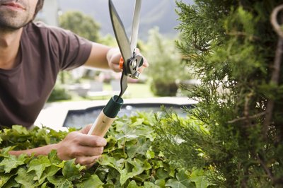 Man using hedging shears