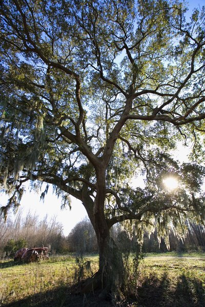 Truffles can often be found in the shade of oak trees.