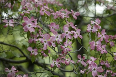 Dogwoods puff with white, pink or red flowers each spring.