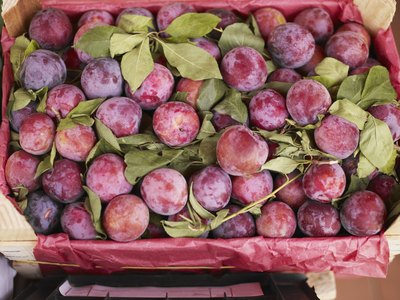 The marula and mobola plums grow plentifully in Zulu territories.