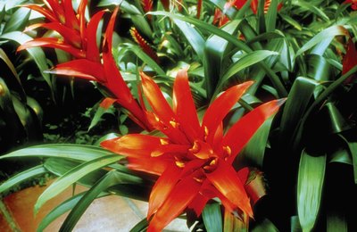 This bromeliad is in full bloom.
